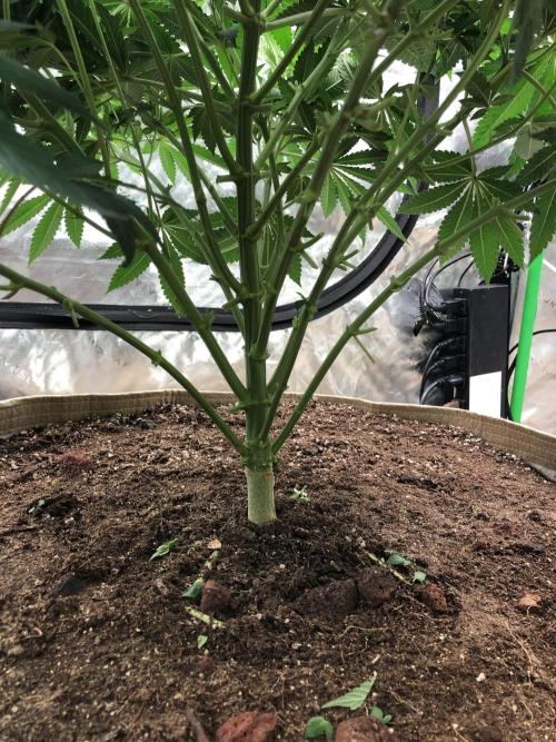 Karibbean Mango Indoor Spring 26. Week 8