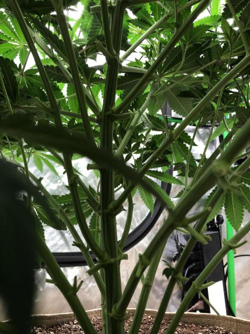 Karibbean Mango Indoor Spring 26. Week 8