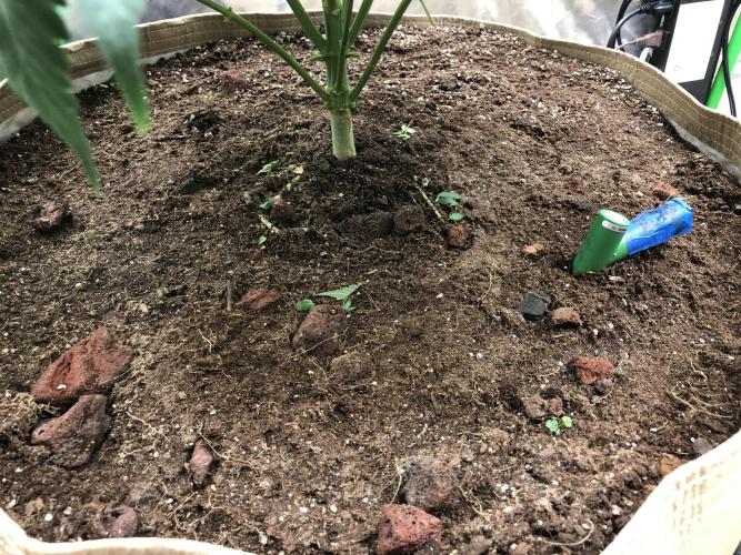 Karibbean Mango Indoor Spring 26. Week 8