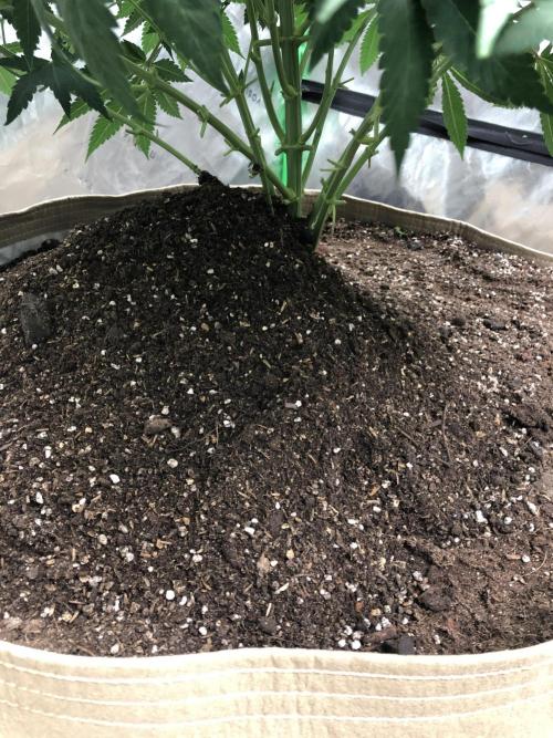 Karibbean Mango Indoor Spring 26. Week 8