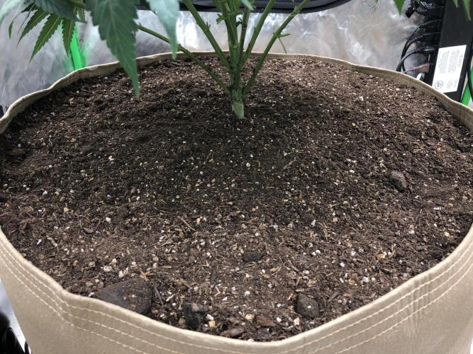 Karibbean Mango Indoor Spring 26. Week 8