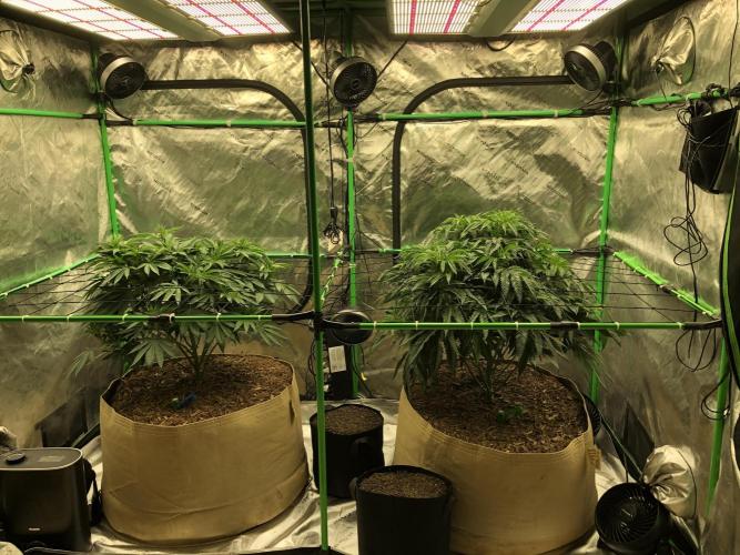 Karibbean Mango Indoor Spring 26. Week 8