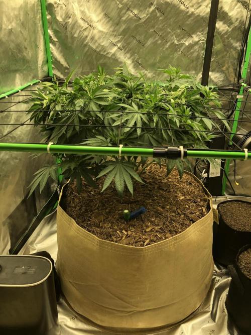 Karibbean Mango Indoor Spring 26. Week 8