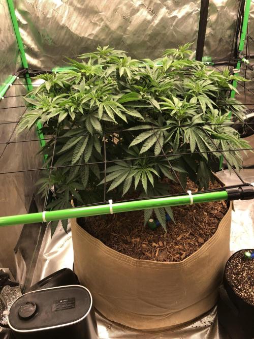 Karibbean Mango Indoor Spring 26. Week 8