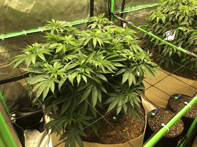 Karibbean Mango Indoor Spring 26. Week 8