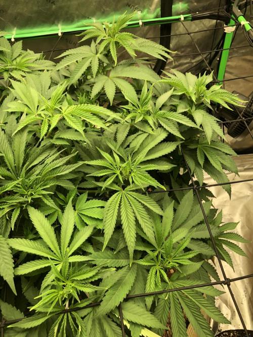Karibbean Mango Indoor Spring 26. Week 8