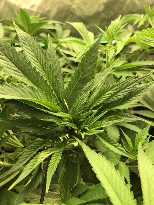 Karibbean Mango Indoor Spring 26. Week 8