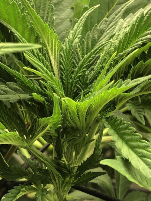 Karibbean Mango Indoor Spring 26. Week 8