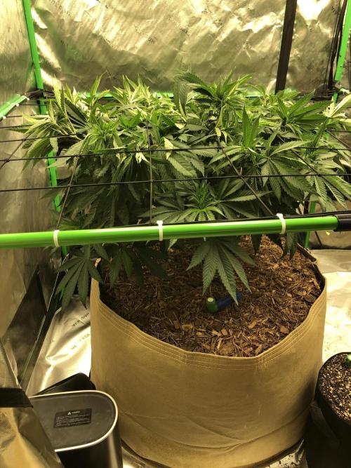 Karibbean Mango Indoor Spring 26. Week 8