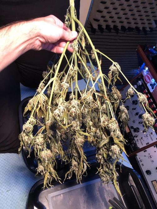 Gorilla Auto Fast Buds Indoor Spring 26. Week 10