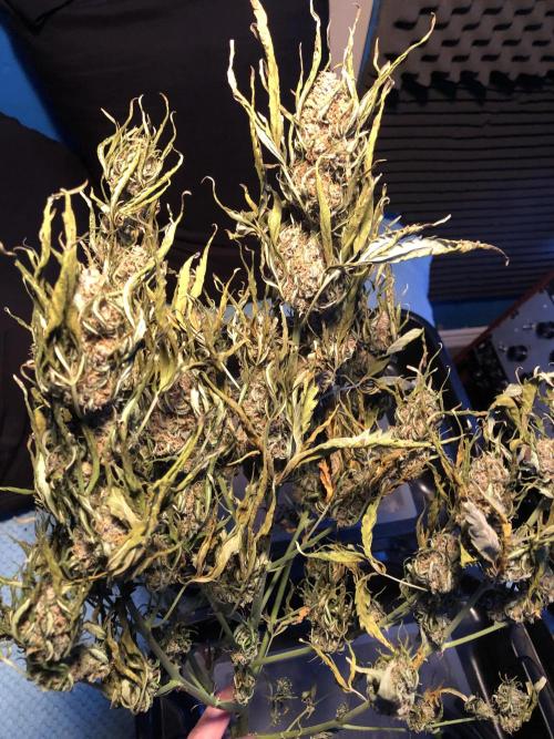 Gorilla Auto Fast Buds Indoor Spring 26. Week 10