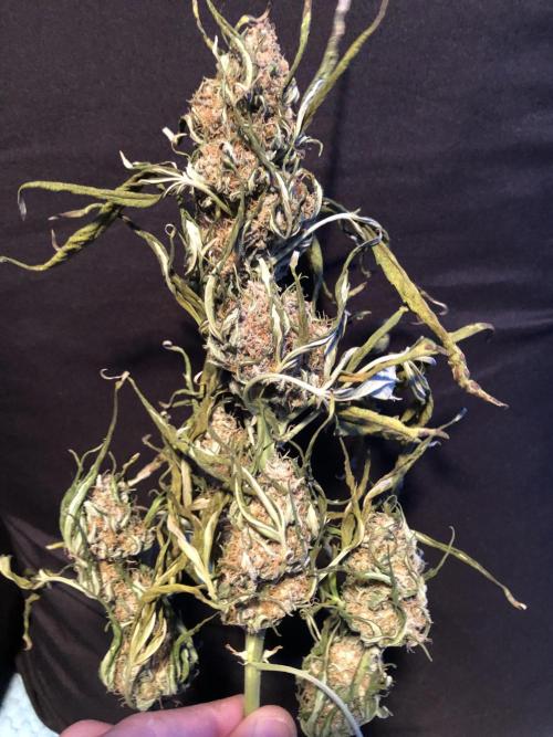 Gorilla Auto Fast Buds Indoor Spring 26. Week 10