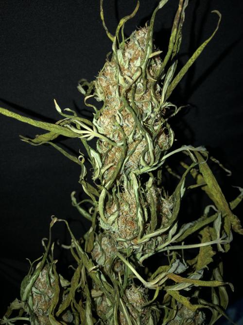 Gorilla Auto Fast Buds Indoor Spring 26. Week 10