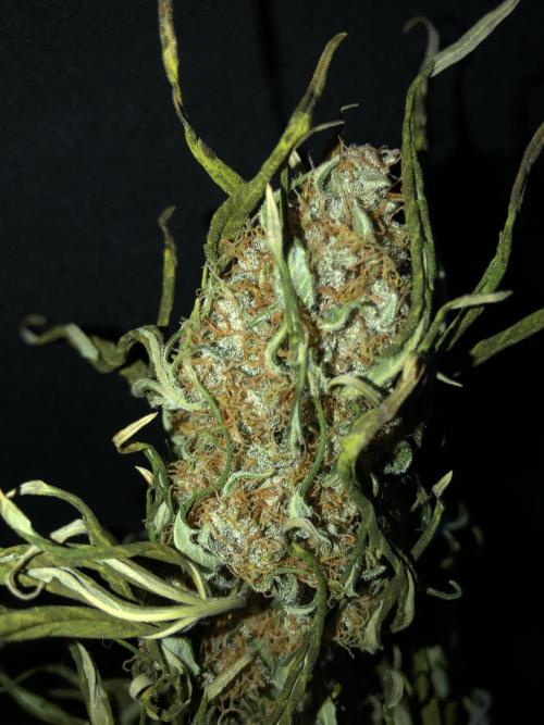 Gorilla Auto Fast Buds Indoor Spring 26. Week 10