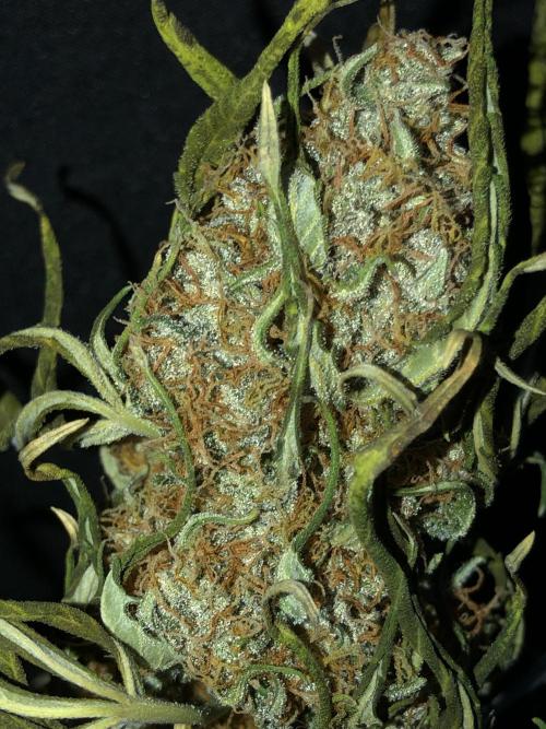Gorilla Auto Fast Buds Indoor Spring 26. Week 10