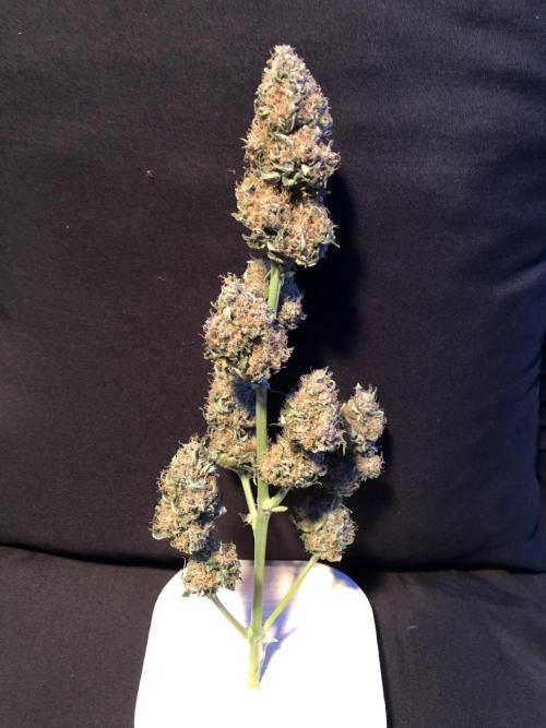 Gorilla Auto Fast Buds Indoor Spring 26. Week 10