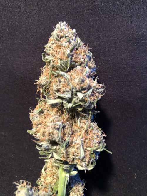 Gorilla Auto Fast Buds Indoor Spring 26. Week 10