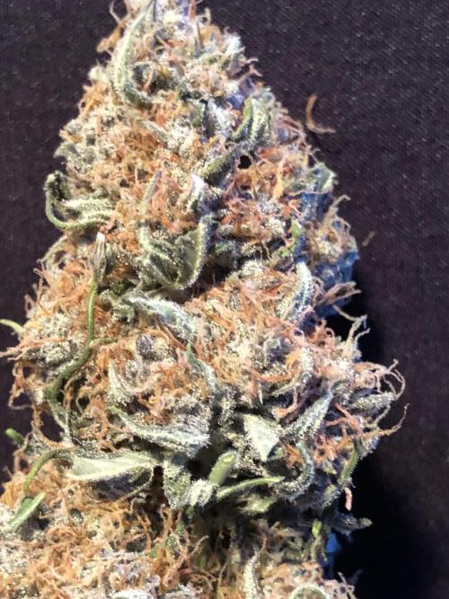 Gorilla Auto Fast Buds Indoor Spring 26. Week 10