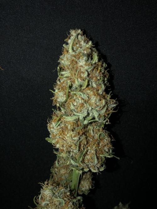 Gorilla Auto Fast Buds Indoor Spring 26. Week 10
