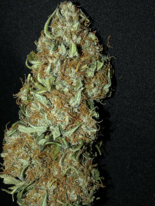 Gorilla Auto Fast Buds Indoor Spring 26. Week 10