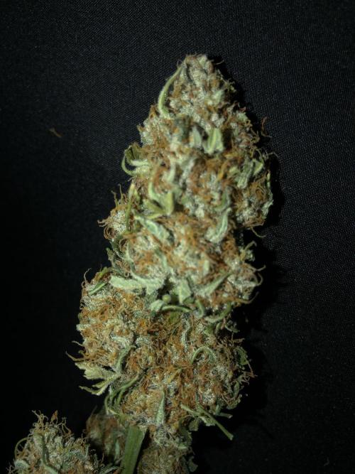 Gorilla Auto Fast Buds Indoor Spring 26. Week 10