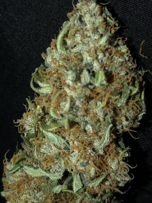 Gorilla Auto Fast Buds Indoor Spring 26. Week 10