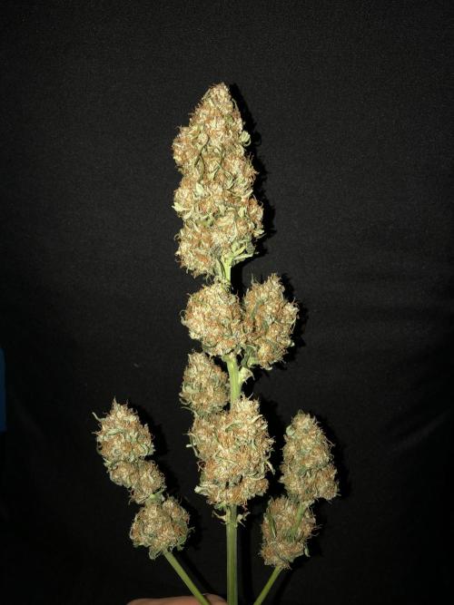 Gorilla Auto Fast Buds Indoor Spring 26. Week 10