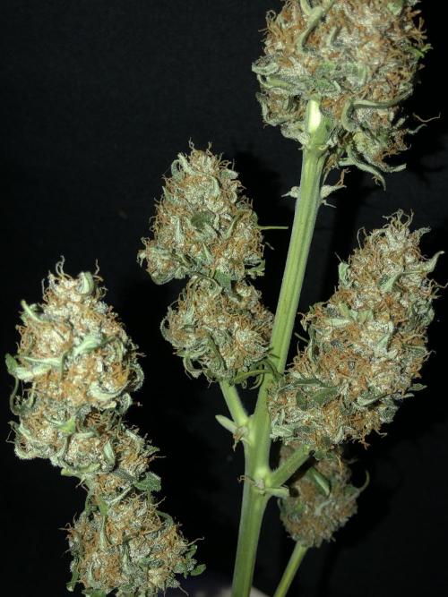 Gorilla Auto Fast Buds Indoor Spring 26. Week 10