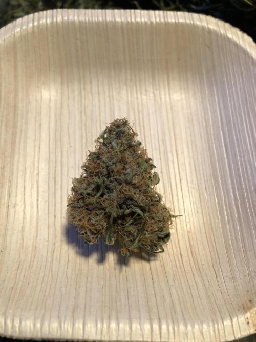 Gorilla Auto Fast Buds Indoor Spring 26. Week 10