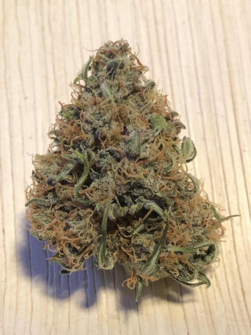 Gorilla Auto Fast Buds Indoor Spring 26. Week 10