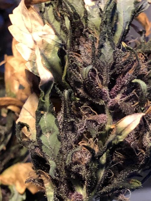 LSD-25 Auto Fast Buds Indoor Spring 26. Week 10