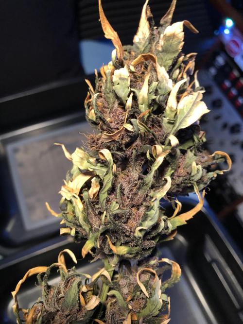 LSD-25 Auto Fast Buds Indoor Spring 26. Week 10