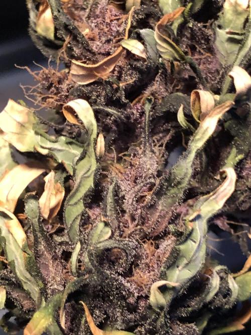 LSD-25 Auto Fast Buds Indoor Spring 26. Week 10