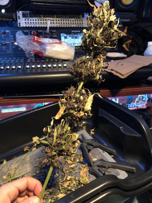 LSD-25 Auto Fast Buds Indoor Spring 26. Week 10