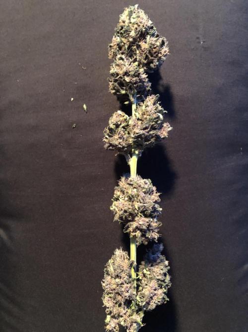 LSD-25 Auto Fast Buds Indoor Spring 26. Week 10