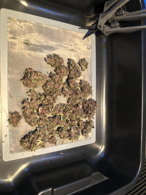 LSD-25 Auto Fast Buds Indoor Spring 26. Week 10