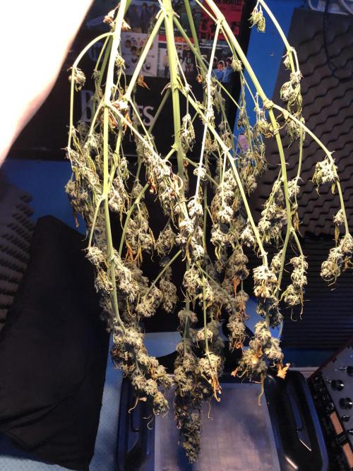 Purple Mimosa XL Auto Indoor Spring 26. Week 10