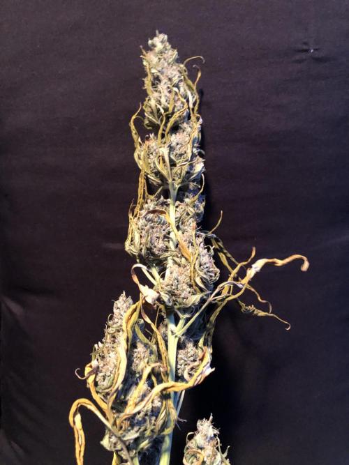 Purple Mimosa XL Auto Indoor Spring 26. Week 10