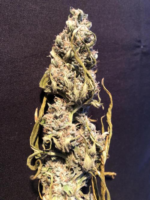 Purple Mimosa XL Auto Indoor Spring 26. Week 10