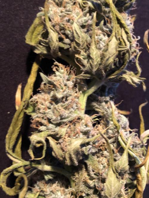 Purple Mimosa XL Auto Indoor Spring 26. Week 10