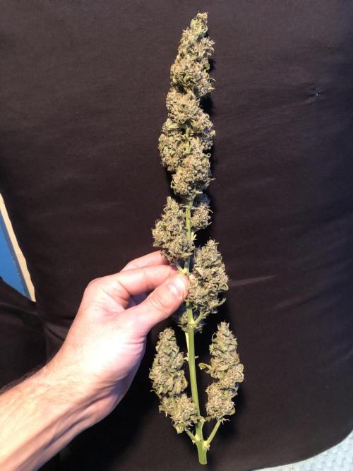 Purple Mimosa XL Auto Indoor Spring 26. Week 10