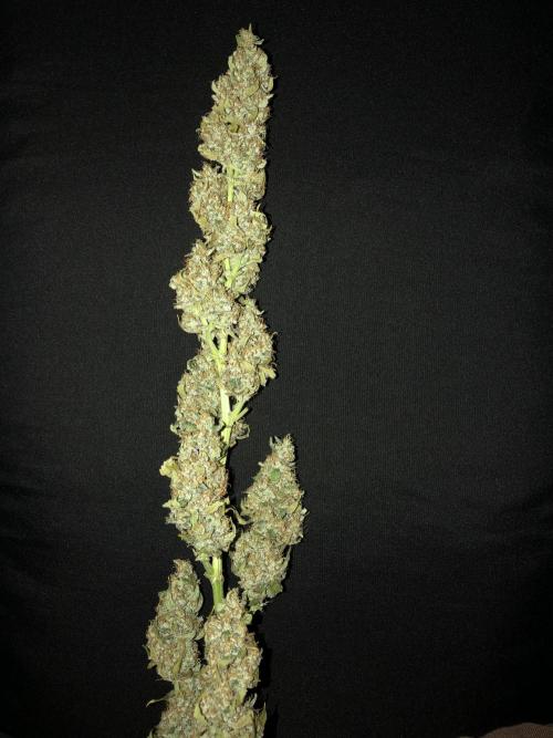 Purple Mimosa XL Auto Indoor Spring 26. Week 10