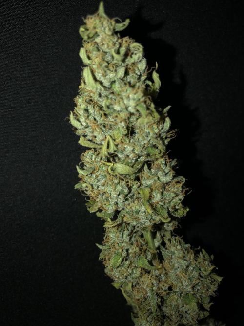 Purple Mimosa XL Auto Indoor Spring 26. Week 10