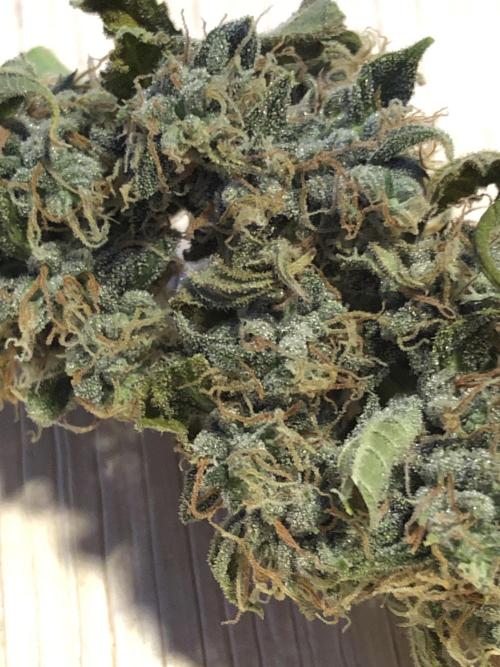 Purple Mimosa XL Auto Indoor Spring 26. Week 10