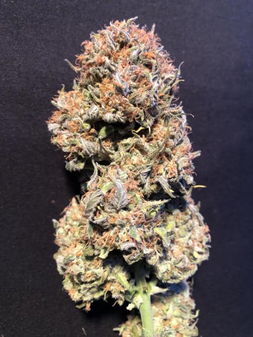 Auto Pablo Escobar Indoor Spring 26. Week 10