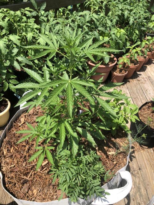 Pine Auto Outdoor Spring 26'. Week 4