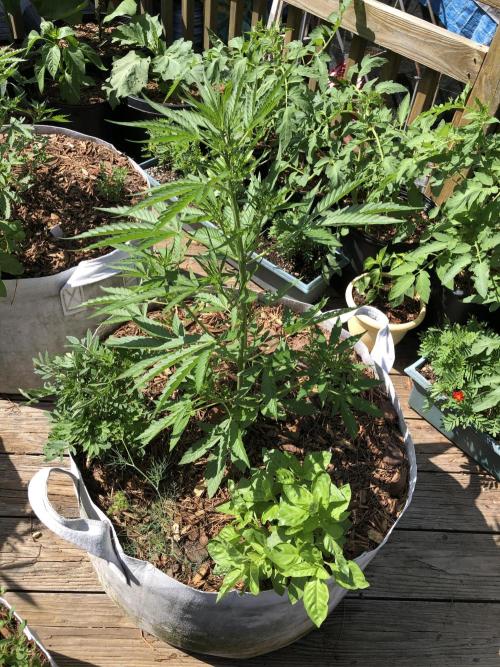 Pine Auto Outdoor Spring 26'. Week 4
