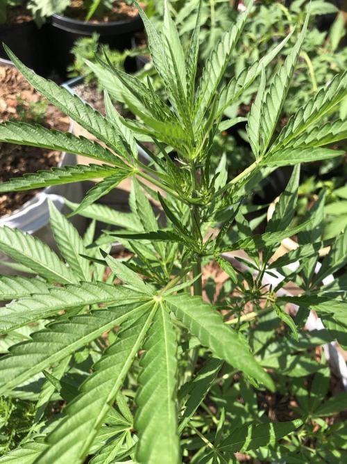 Pine Auto Outdoor Spring 26'. Week 4