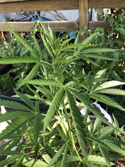 Pine Auto Outdoor Spring 26'. Week 4