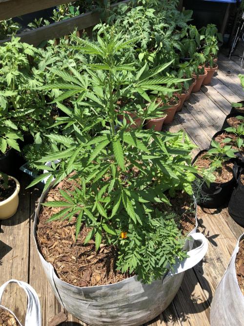 Pine Auto Outdoor Spring 26'. Week 4